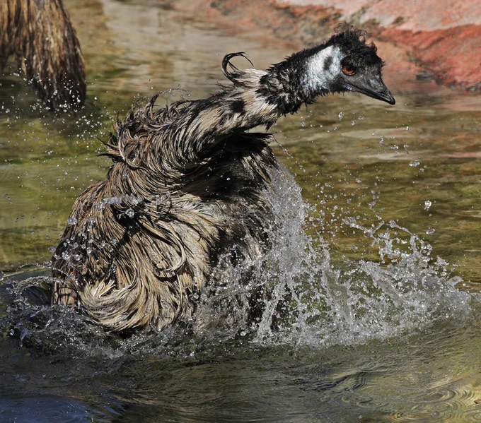 emu shaking itself in a pool of water