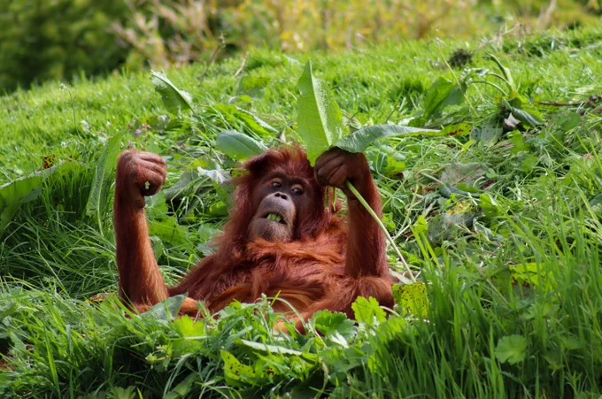Orangutan in the lush green grass eating leaves, some stems from a leaf in its mouth looks like green teeth . 