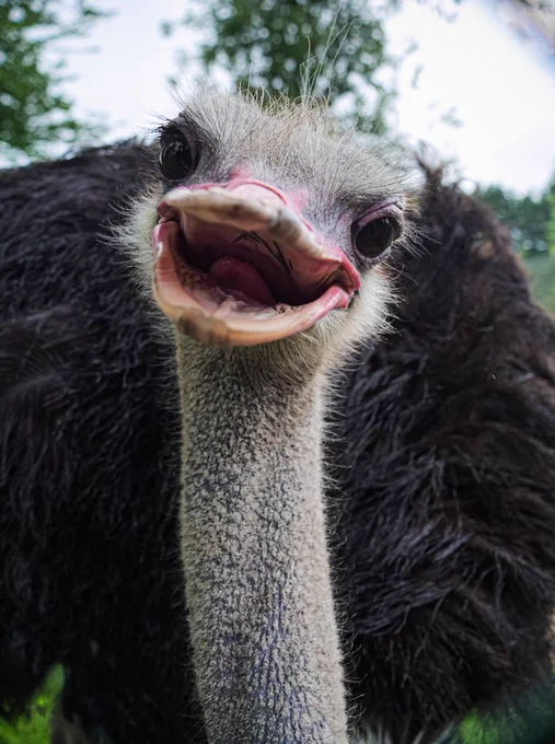 ostrich which looks like its smiling