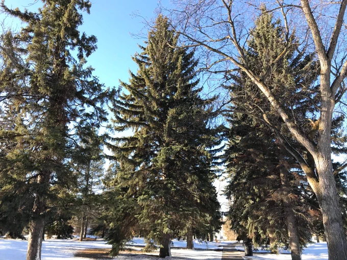 Several large, green spruce trees in a park with snow on the ground and a bright, blue sky.			