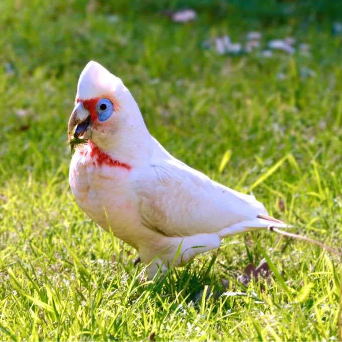 Long-billed Corella