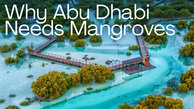 Bird's eye view of the Jubail Mangrove Park in Abud Dhabi with the following text overlayed: Why Abu Dhabi Needs Mangroves