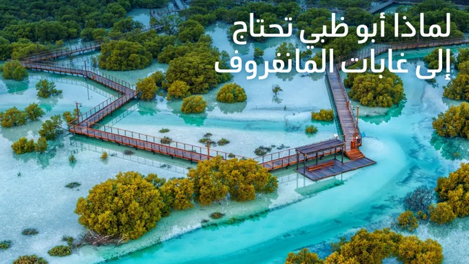 Bird's eye view of the Jubail Mangrove Park in Abud Dhabi with the following text overlayed: Why Abu Dhabi Needs Mangroves