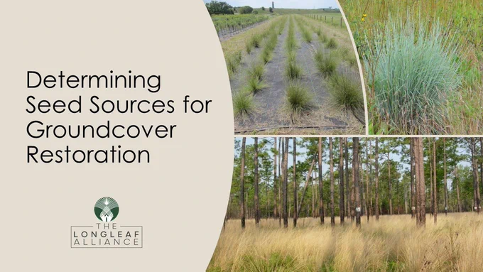 a slide from a presentation that includes three photos of native grasses underneath longleaf pine forests and the text, 'determining seed sources for groundcover restoration' 