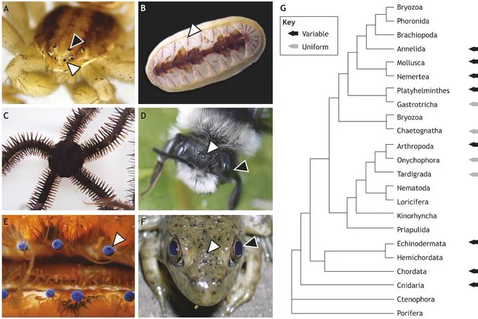 A figure showing distributed visual systems  in a wide range of taxa and configurations. Panel A, a crab spider (family Thomisidae) with eight eyes of two types: the two principal (anterior median, white arrowhead) and six secondary eyes (black arrowhead). Panel B, the chiton Tonicia lebruni, with rows of shell eyes on either side of the body (Image: Julia Sigwart, specimen from California Academy of Sciences). Panel C, the brittle star Ophiomastix wendtii, one of two confirmed examples of non-ocular vision. Panel D, a bee with two lateral compound eyes (black arrowhead) and three ocelli (white arrowhead; image: Sam J. England). Panel E, bright blue reflector eyes of a scallop (Image: Matthew Krummins under Creative Commons). Panel F, a juvenile bullfrog Rana catesbeiana, with lateral (black arrowhead) and parietal eyes (white arrowhead; image: AlphaWolf via WikiMedia Commons). Panel G, a phylogentic tree of showing variable visual system architectures across Metazoa. Black arrows indi