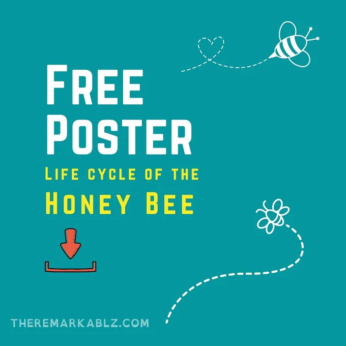 Blue background with text: Free Poster, life cycle of the honey bee. Two bees are on the image, drawn in white ink.