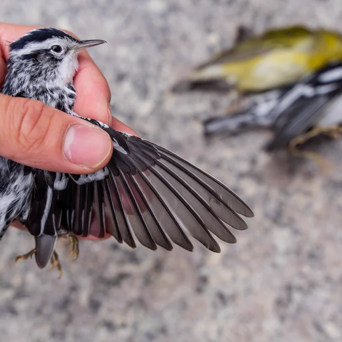 A dead Black-and-white Warbler is held by a collision monitor in Lower Manhattan. Photo by Winston Qin. 