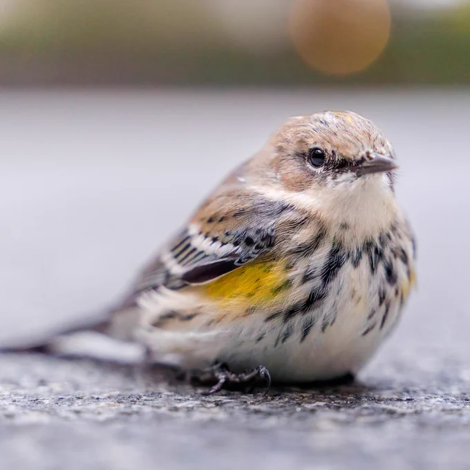 This stunned female Yellow-rumped Warbler was a fall migration collision victim in Lower Manhattan. Photo by Winston Qin.