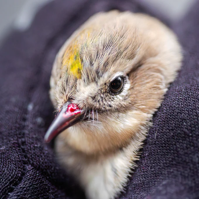  An injured Yellow-rumped Warbler (right) bleeding from the beak is handled by a Project Safe Flight volunteer before being transported to the Wild Bird Fund. Photo by Winston Qin.