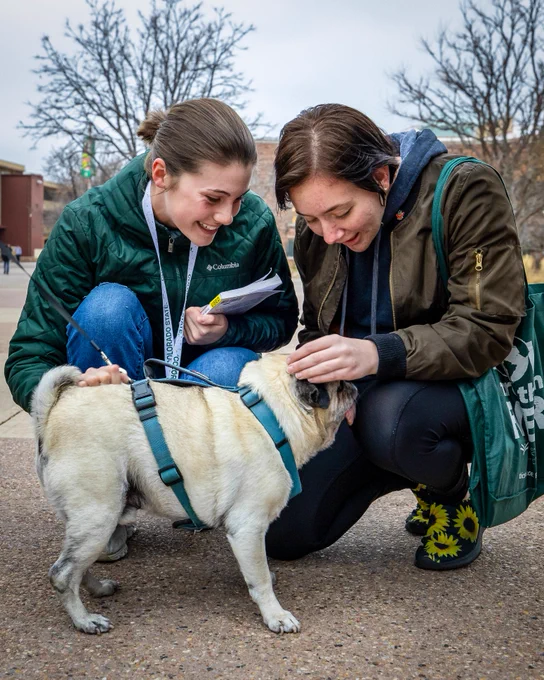Two students petting El Jefe the pug on the Plaza at C S U.