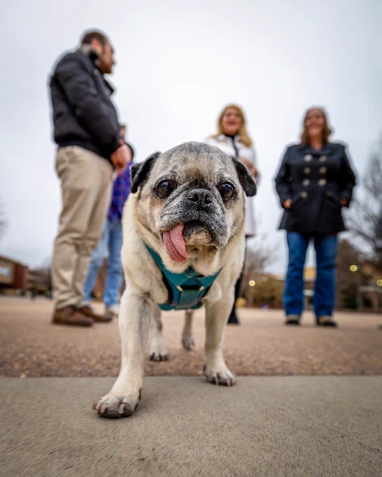 El Jefe, a pug with his tongue sticking out, walking toward the camera. President Amy Parsons can be seen in the background talking to four people on the Plaza at C S U.