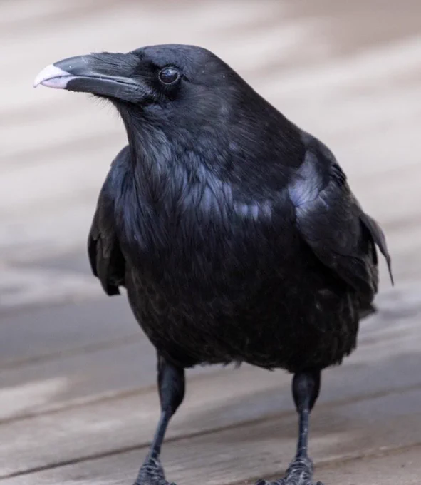 Crow with a little bit of pink yogurt on their beak, making it look like lipstick