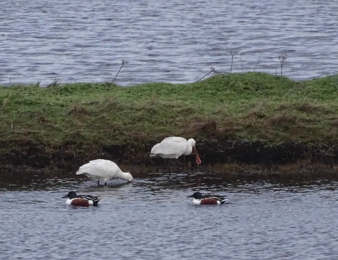 Spoonbills and Shovelers