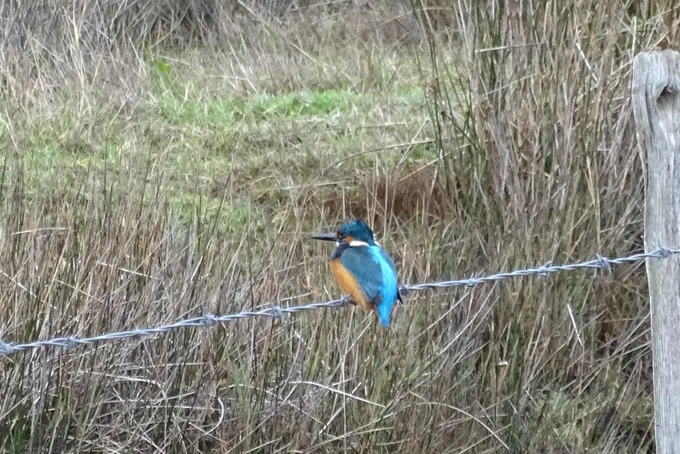 Kingfisher