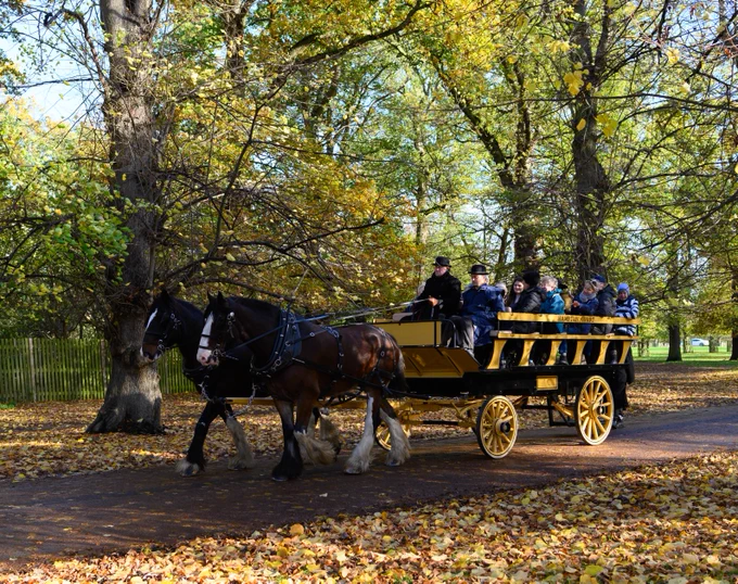Two shire horses hauling a carriage with people in it  along a roadway. Fallen leaves can be seen either side of the road and trees are visible in the background. 