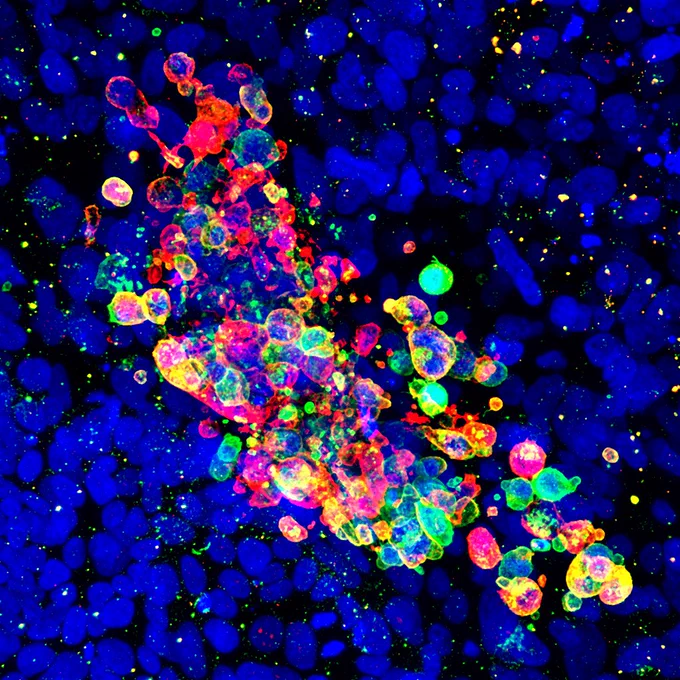 Cells within a blood island-like structure in the heX-Embryoid model system. 