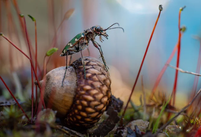 An insect of the species Cicindela soluta, in Bila Dibrova Zakaznyk in Kyiv, Ukraine.