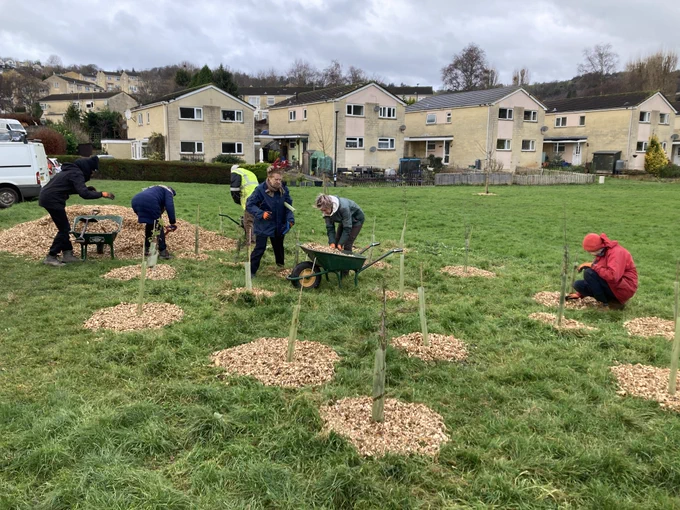 Six people working around young trees in a park. Houses in the background. 