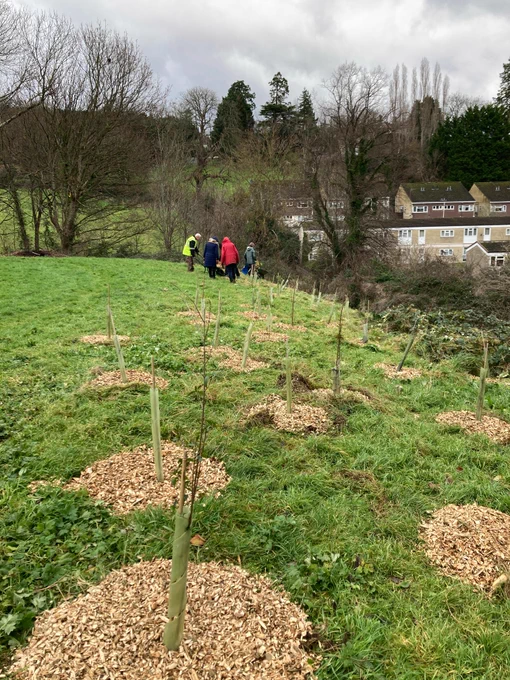 Young trees in image foreground, with tree guards, canes, and woodchip at their base. Volunteers in distance. Mature trees and houses in the image background. 