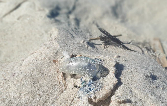 Bluebottle on the beach. Looks like a bubble of plastic with blue threads attached to it.