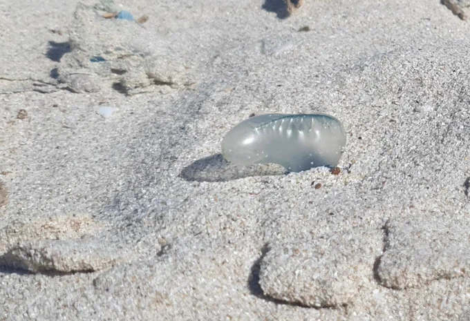 Bluebottle on the beach. Looks like a bubble of plastic if you don't know better.