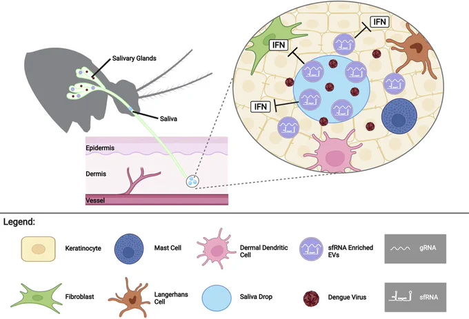 Fig 6. Model: sfRNA in salivary vesicles is transported into cells to enhance infection at the biting site.
sfRNA packaged inside extracellular vesicles in infectious mosquito saliva is transferred to human skin cells during biting. sfRNA inhibits the antiviral innate immune response (interferon (IFN) system) to enhance skin cell virus infection. Created with BioRender.com. 