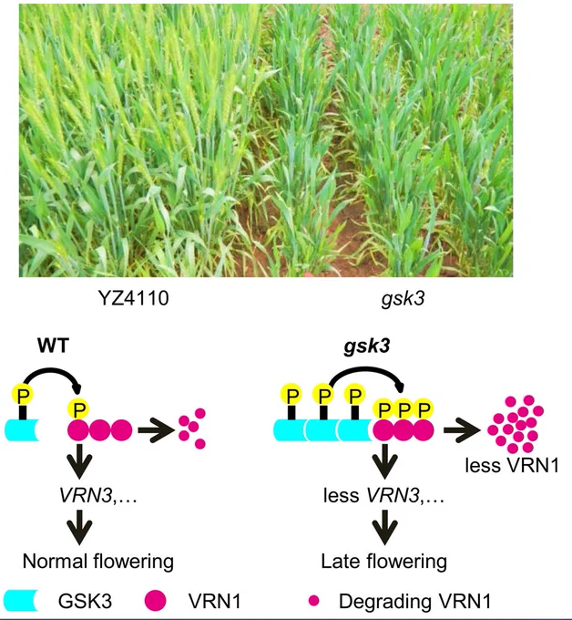 (Top) Morphological field comparison of YZ4110 and gsk3 wheat. (Bottom) Flow diagrams comparing WT and gsk3 flowering pathways, showing the impact of GSK3 regulation of VRN1, resulting in late flowering. 