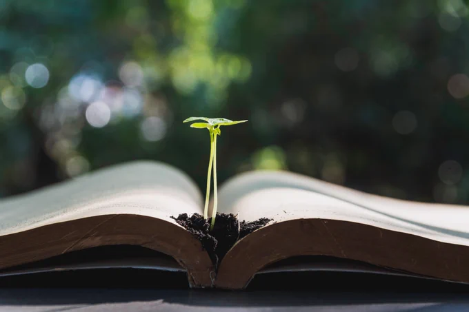 Green plant and pile of book on table