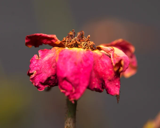close up photograph of a death Rose. 