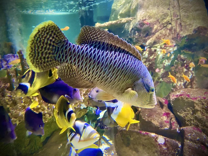Young napoleon wrasse in a tropical fish tank