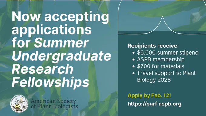 Now accepting applications for Summer Undergraduate Research Fellowships. Recipients receive: $6,000 summer stipend. ASPB membership. $700 for materials. Travel support to Plant Biology 2025. Apply by Feb 12! https://surf.aspb.org. Features ASPB logo.