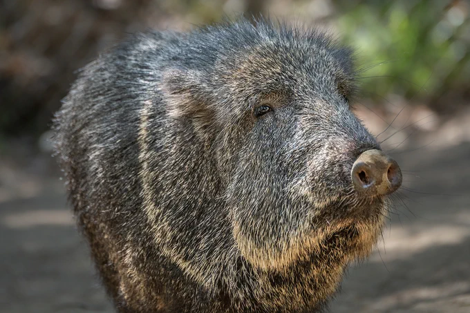 Portrait of a chacoan peccary. It has mottled gray spiky fur, and tiny dark brown eyes.