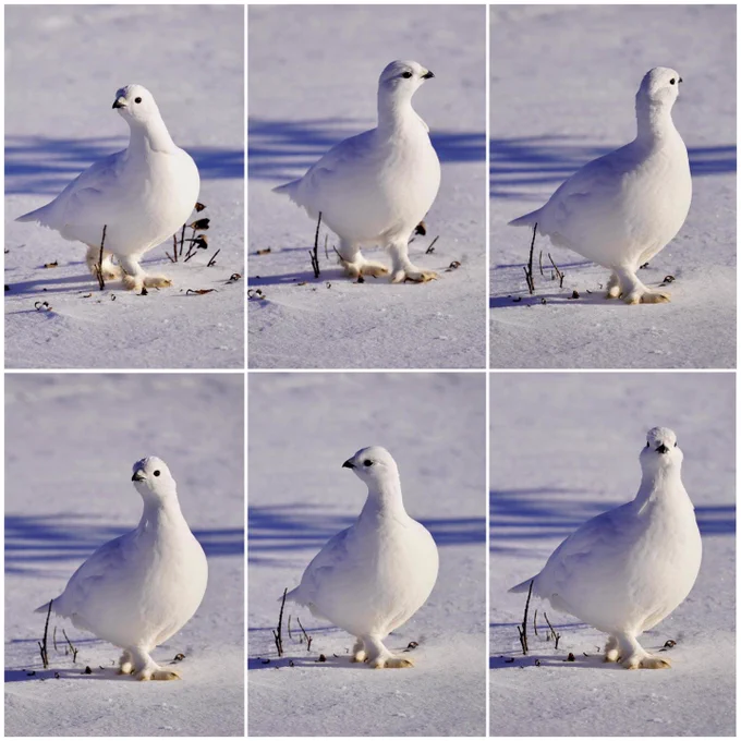 A series of images of a willow ptarmigan strutting across a snow packed landscape at Denali National Park and Preserve. 