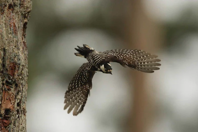 The red-cockaded woodpecker (Leuconotopicus borealis) lives in the longleaf pine forests of the southeastern United States and was  downlisted in 2020 from endangered to threatened - an important management success. 