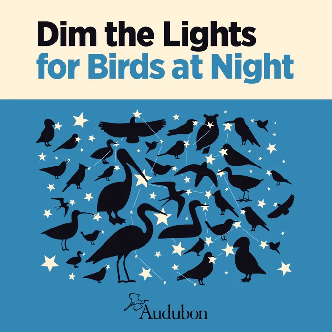 A graphic featuring the silhouettes of birds holding stars and text reading: Dim the lights for birds at night. 