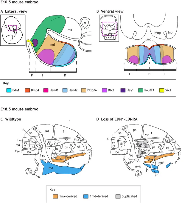 Figure 3: Signaling during lower jaw development. 