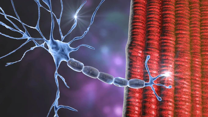 Interview with Mónica Rojas, researcher from the Biosignal Analysis for Rehabilitation and Therapy (BIOART) group, Biomedical Engineering Research Centre (CREB) at the UPC
HybridNeuro Project @hybridneuro