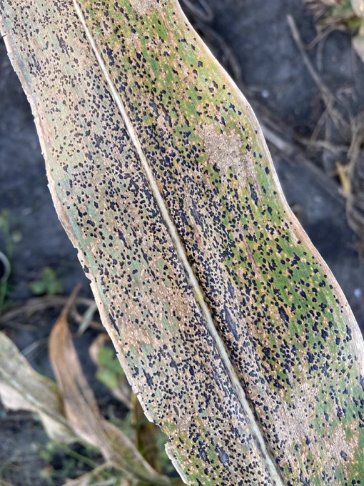 tar spot on corn leaf