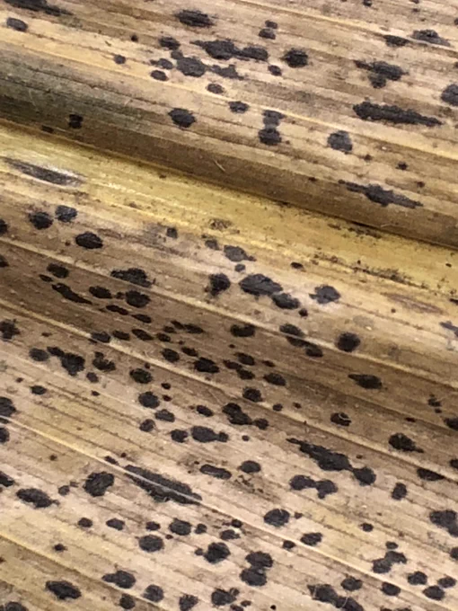 tar spot on dead corn leaf