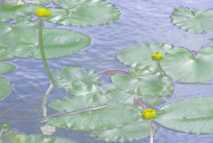 Aquatic plant - Yellow Water-lily
