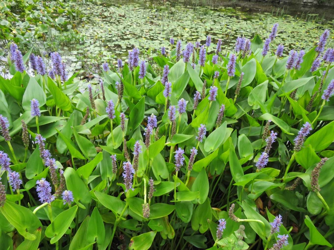 Aquatic plant - Pickerelweed