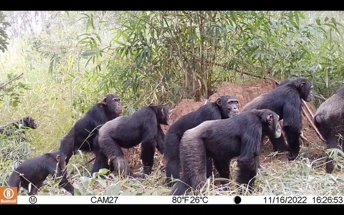 A group of West African chimpanzees pass by a camera trap in front of a termite mound in the MoyenBafing National Park in Guinea
