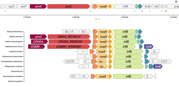 Gene neighborhoods of rnpM across different organisms.