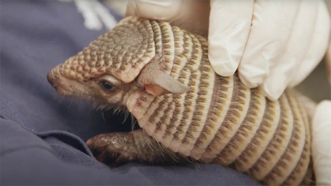 Young armadillo pup laying on a zoologist's chest