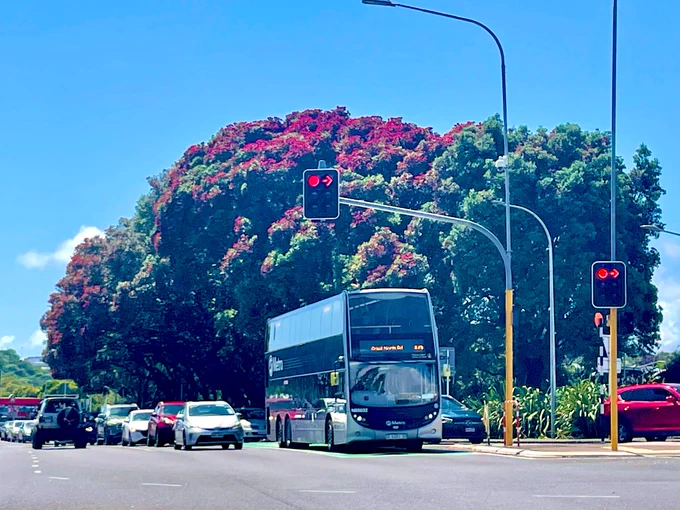 Six grand old pohutukawa trees emerging  into bloom, on Great North Road in Auckland/ Tāmaki Makaurau, with an Auckland Transport double decker bus posed fetchingly in front of them. 

The trees were slated for destruction nine years ago for road widening, but the people said “hell no” and at the very last minute the board of Auckland Transport agreed to take another look.