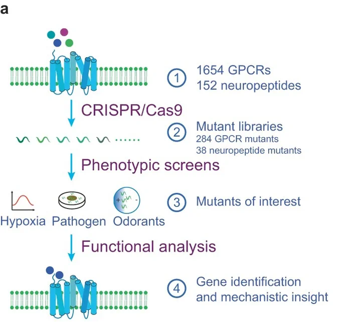 Schematic drawing of our approach to phenotypic profiling of nearly all GPCR genes in C. elegans.