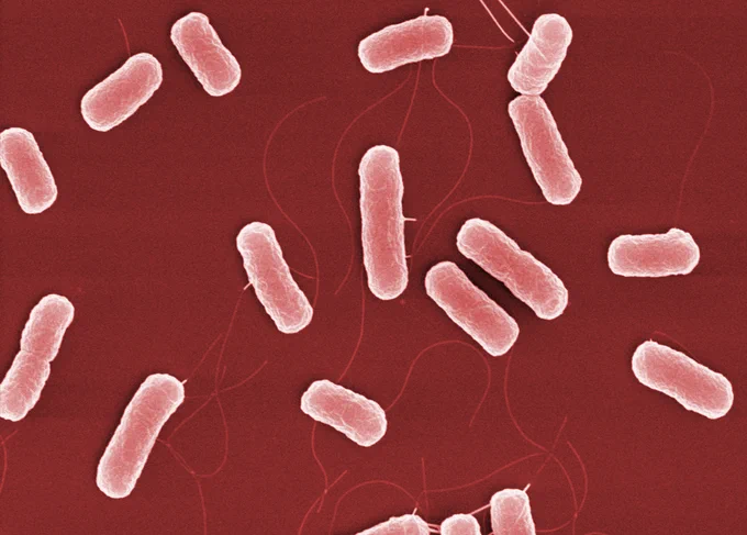 Elektronenmikroskopische Aufnahme von Escherichia coli: Rote Stäbchenbakterien