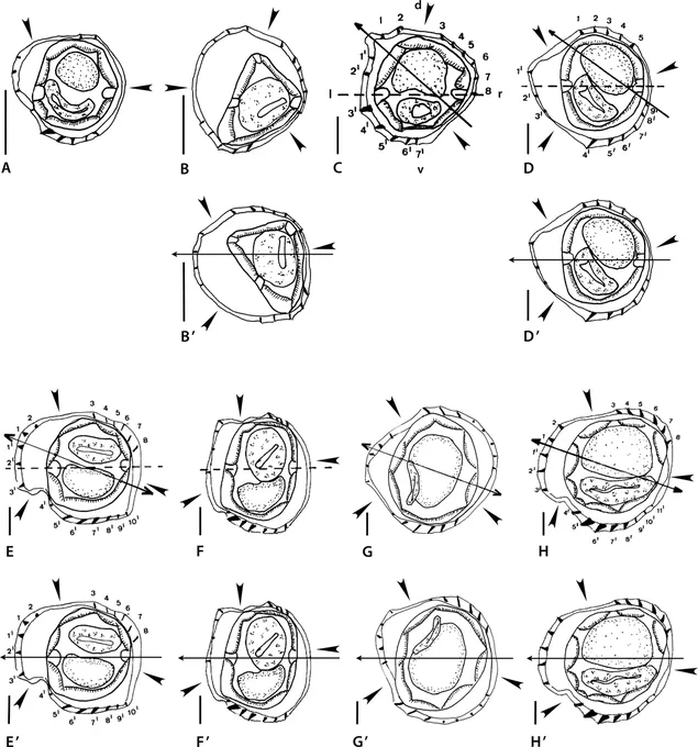 Revision of the genera of Heligmonellidae (Nematoda, Heligmosomoidea), parasitic in Muridae from New Guinea

Marie-Claude Durette-Desset and María Celina Digiani

Abstract

Up to now, 24 genera of Nematoda belonging to the Nippostrongylinae (Heligmonellidae) have been reported from New Guinean murid rodents. Nine of these genera have been reviewed in previous works. In the present work, another 11 genera are re-examined on morphological characters mainly corresponding to the synlophe and to a lesser degree to the bursa. This re-examination leads us to recognize three valid genera: Melomystrongylus, Pogonomystrongylus and Nugininema. The remaining genera appear to us insufficiently described or seem to involve more than one taxon; we consider them genera inquirenda. These are: Mawsonema, Montistrongylus, Parvinema, Missimstrongylus, Flannerystrongylus, Helgenema and Paramelomystrongylus. The genus Rodentanema does not belong to the Nippostrongylinae ... ...
