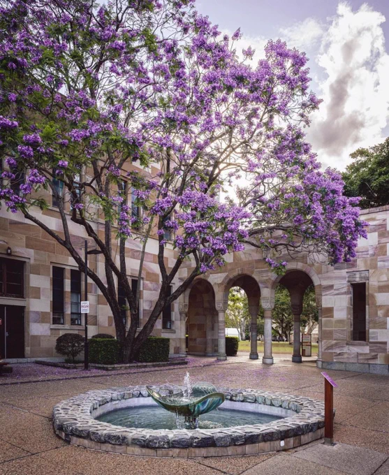 A jacaranda on the UQ campus