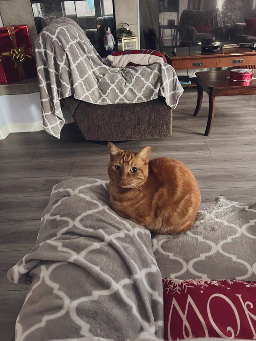An orange cat sitting on a patterned gray blanket, looking like a sentient orb with eyes.
